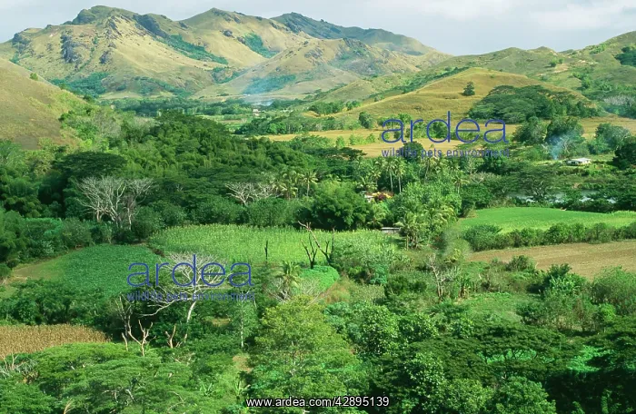 : FIJI - Sigatoka valley gardens : FIJI - Sigatoka valley gardens