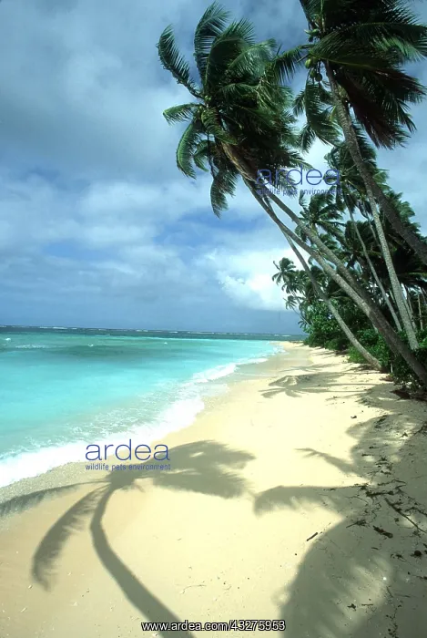 : FIJI - Taveuni Island, Beach, Coconut Palms & Shadow : FIJI - Taveuni Island, Beach, Coconut Palms & Shadow