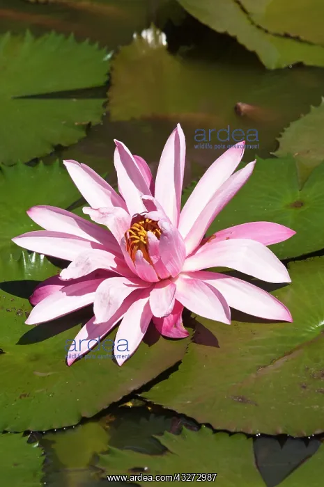 : Fiji, Viti Levu Island. Water lily flower : Fiji, Viti Levu Island. Water lily flower