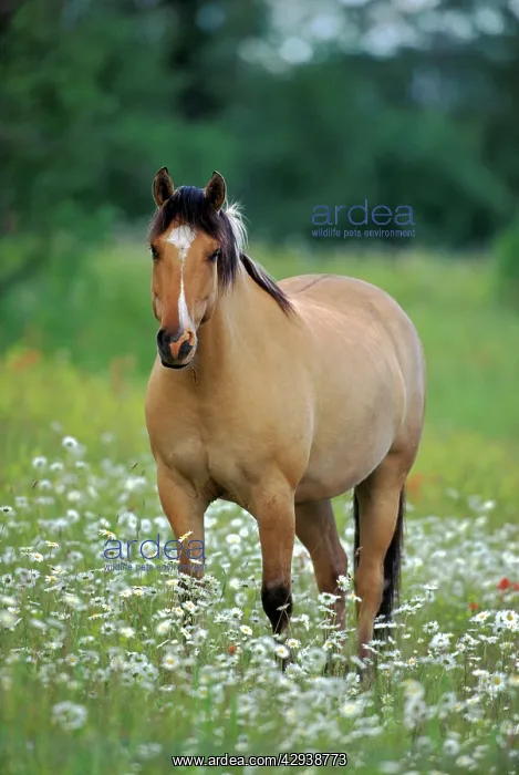 : Fijord Quarterhorse standing in meadow of wildflowers : Fijord Quarterhorse standing in meadow of wildflowers
