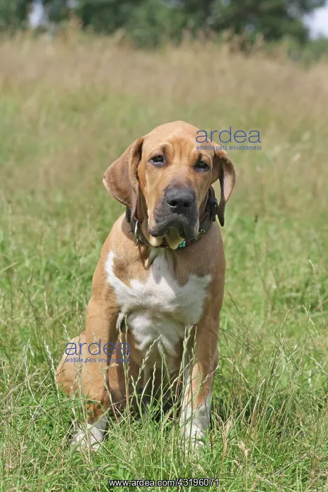 : Fila Brasileiro, 3 months, sitting on a meadow Fila : Fila Brasileiro, 3 months, sitting on a meadow Fila