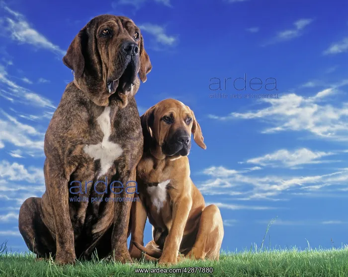 : Fila Brasileiro / Brazilian Mastiff Dog - two sitting : Fila Brasileiro / Brazilian Mastiff Dog - two sitting