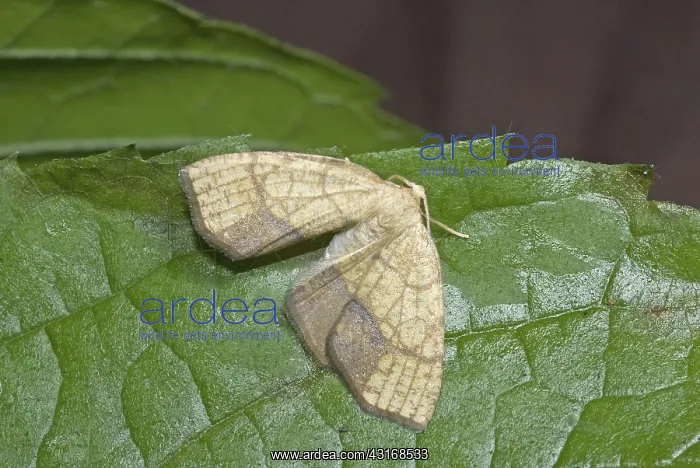 : Filament-bearer looper moth, Nematocampa limbata : Filament-bearer looper moth, Nematocampa limbata