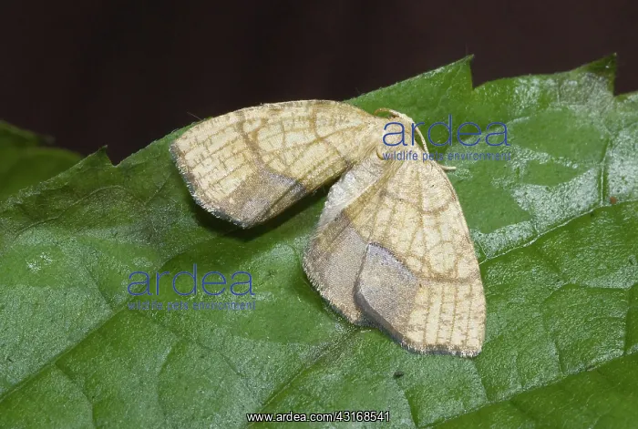 : Filament-bearer looper moth, Nematocampa limbata : Filament-bearer looper moth, Nematocampa limbata