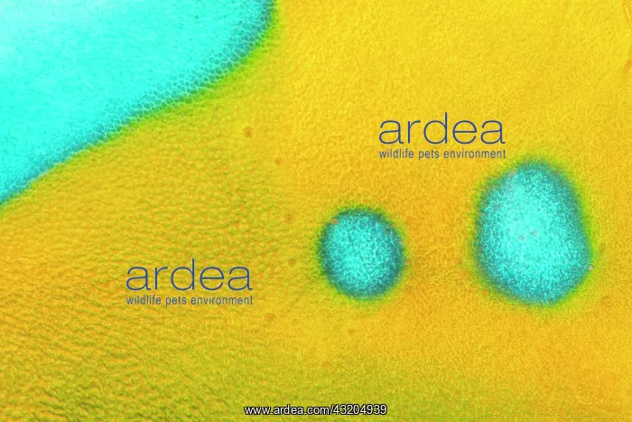 : Filament-finned Parrotfish (Scarus altipinnis) close-up : Filament-finned Parrotfish (Scarus altipinnis) close-up