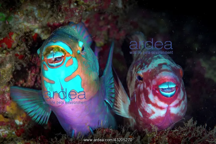 : Filament-finned Parrotfish (Scarus altipinnis) pair : Filament-finned Parrotfish (Scarus altipinnis) pair