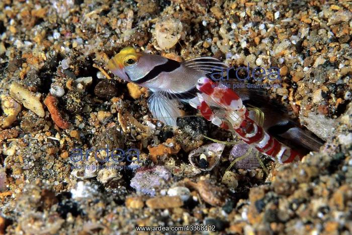 : Filament-finned prawn-goby, Stonogobiops nematodes, with Alp : Filament-finned prawn-goby, Stonogobiops nematodes, with Alp
