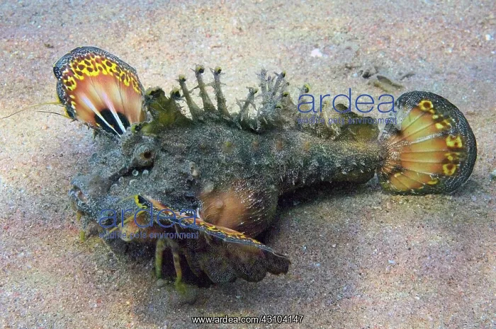 : Filament Finned Stinger (Inimicus filamentosus) : Filament Finned Stinger (Inimicus filamentosus)