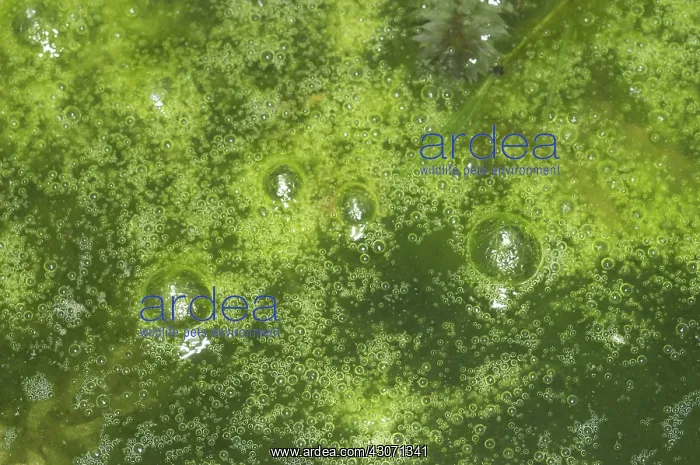 : Filamentous algae on pond : Filamentous algae on pond