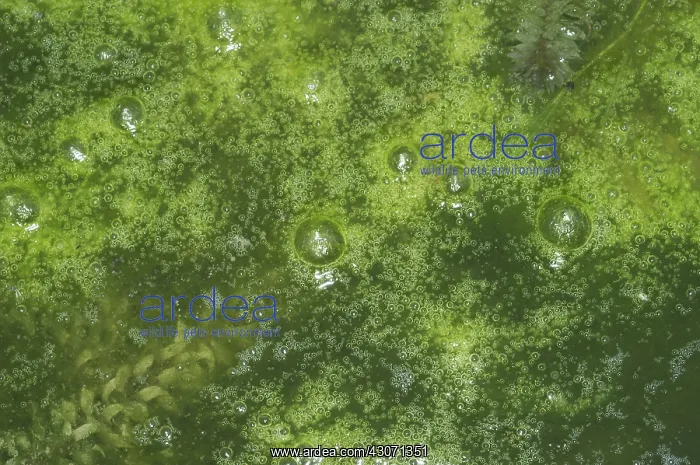 : Filamentous pond algae : Filamentous pond algae