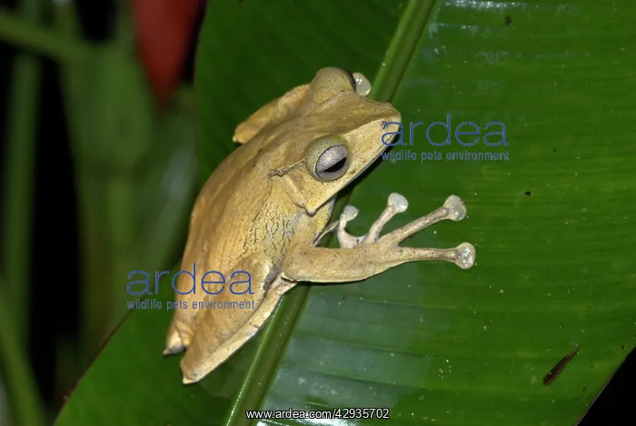 : File-eared Tree Frog : File-eared Tree Frog
