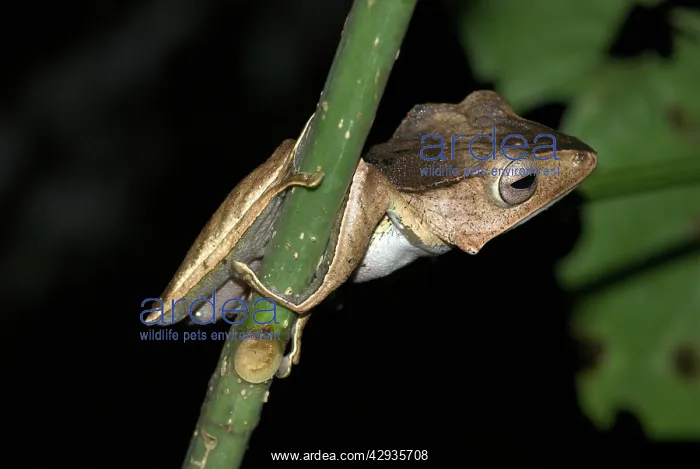 : File-eared Tree Frog : File-eared Tree Frog