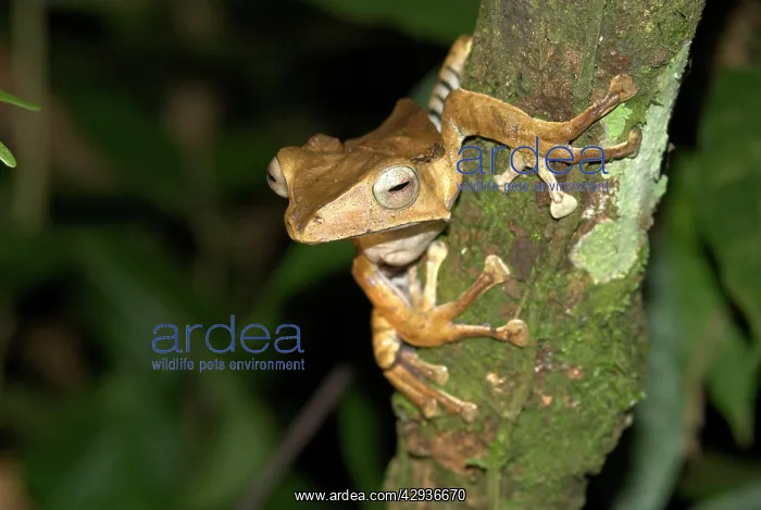 : File-eared Tree Frog : File-eared Tree Frog