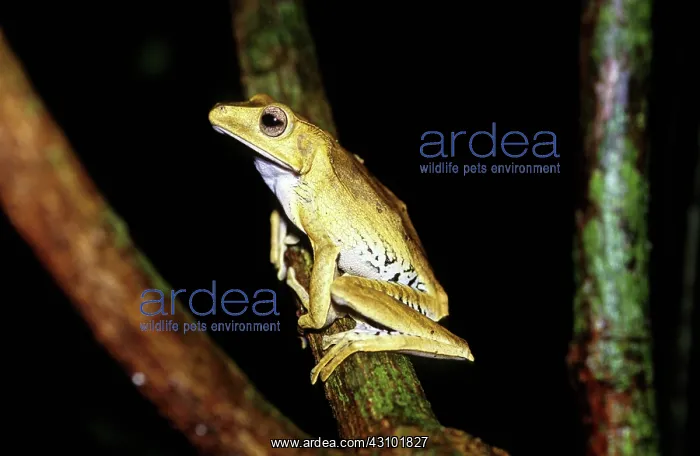  : File-Eared Tree Frog