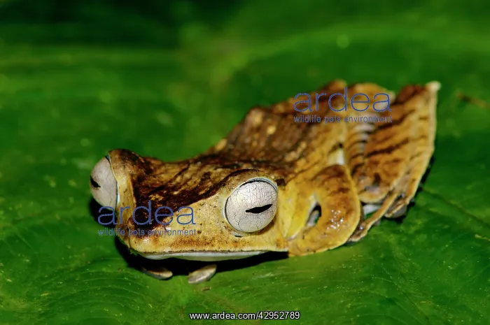  : File-eared Tree Frog - hides among giant leaves