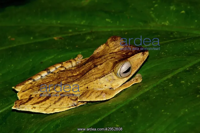 : File-eared Tree Frog hides in giant leaves of a : File-eared Tree Frog hides in giant leaves of a