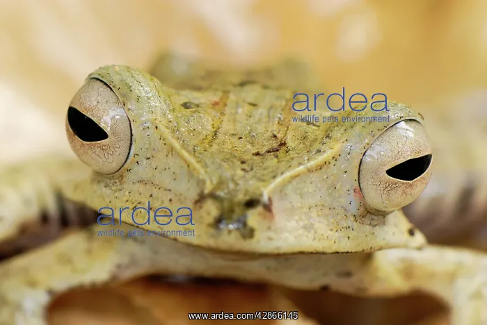 : File-eared Tree Frog / Whipping Frog : File-eared Tree Frog / Whipping Frog