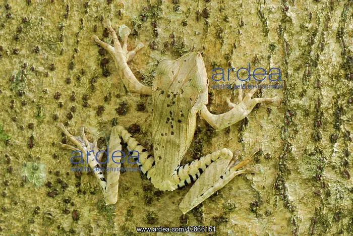 : File-eared Tree Frog / Whipping Frog : File-eared Tree Frog / Whipping Frog