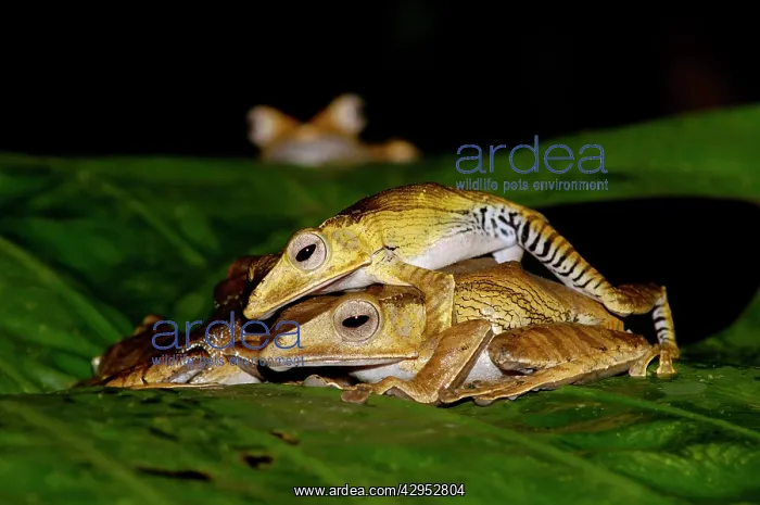 : File-eared Tree Frogs mate (and one watches in : File-eared Tree Frogs mate (and one watches in