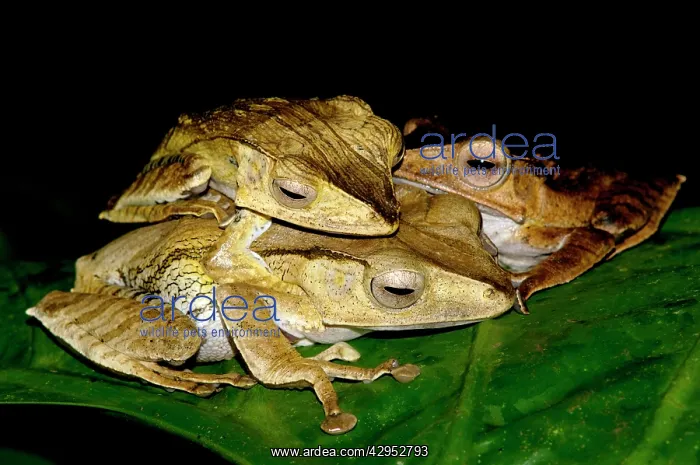 : File-eared Tree Frogs - mate on giant leaves of : File-eared Tree Frogs - mate on giant leaves of