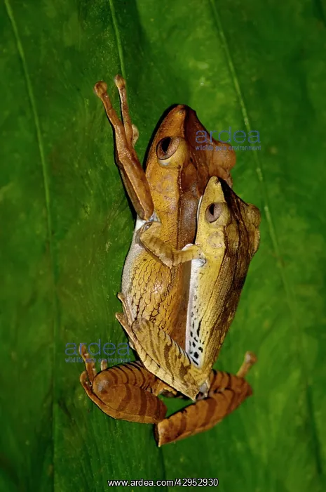  : File-eared Tree Frogs mating pair on a leaf in