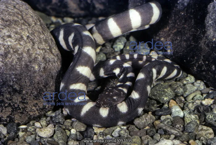 : File snake : File snake