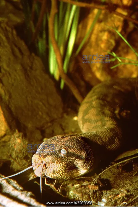 : FILE SNAKE - close up of head : FILE SNAKE - close up of head