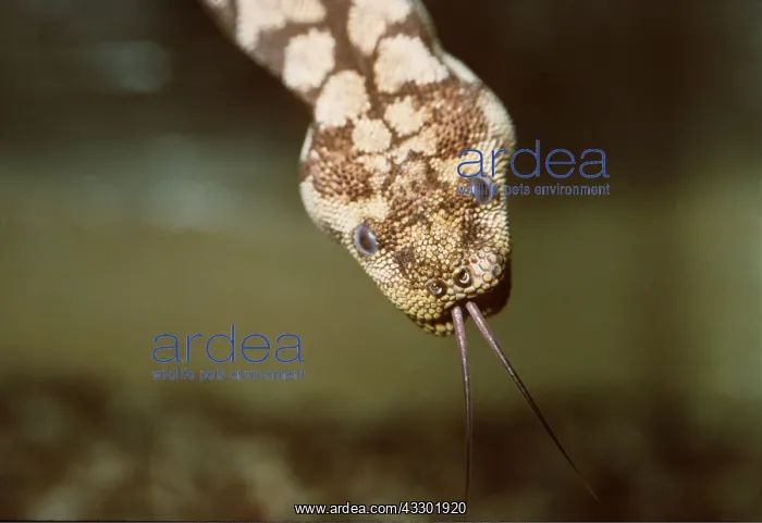 : FILE SNAKE - Showing Tongue : FILE SNAKE - Showing Tongue