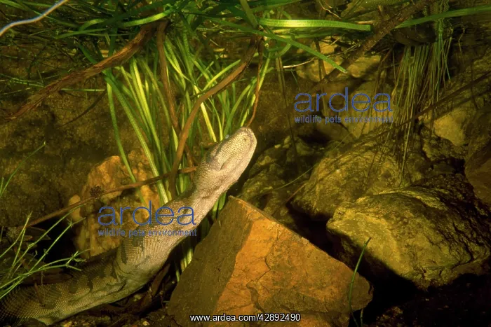 : File snake - underwater, about to : File snake - underwater, about to
