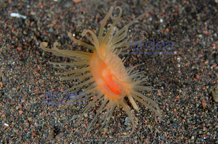 : Fileclam - Kuangi dive site, Tulamben, Karangasem : Fileclam - Kuangi dive site, Tulamben, Karangasem