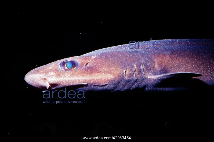 : Filetail Catshark - deep sea 300 - 4100 feet : Filetail Catshark - deep sea 300 - 4100 feet