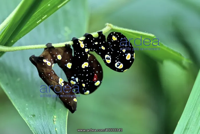 : Filipino Caterpillars : Filipino Caterpillars
