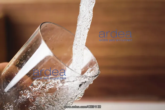 : Filling glass of water from stainless steel kitchen : Filling glass of water from stainless steel kitchen