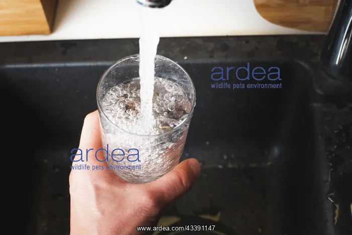 : Filling glass of water from stainless steel kitchen : Filling glass of water from stainless steel kitchen