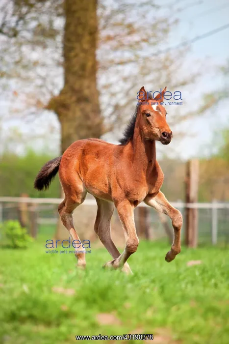 : Filly, 4 weeks, trotter, gallopping on meadow : Filly, 4 weeks, trotter, gallopping on meadow