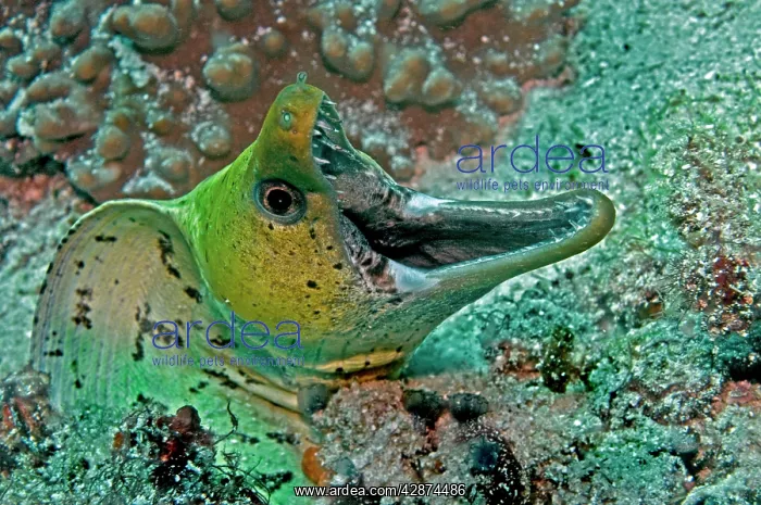 : Fimbraited Moray - with mouth wide open : Fimbraited Moray - with mouth wide open