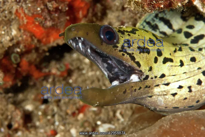 : Fimbrated Moray Eel : Fimbrated Moray Eel