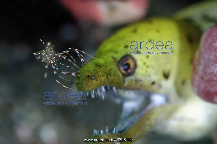 : Fimbriated Moray with Clear Cleaner Shrimp : Fimbriated Moray with Clear Cleaner Shrimp