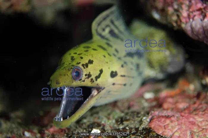 : Fimbriated Moray Eel : Fimbriated Moray Eel