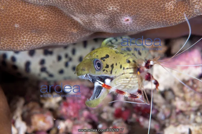 : Fimbriated Moray Eel - being cleaned by Boxer Shrimp : Fimbriated Moray Eel - being cleaned by Boxer Shrimp