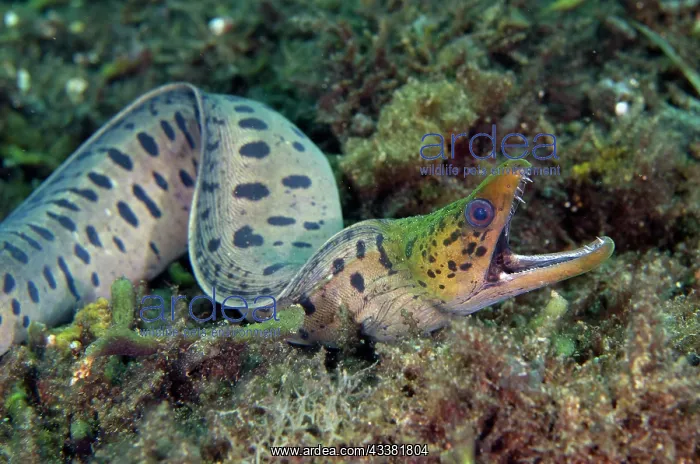: Fimbriated Moray - freeswimming - Sidem Dive Site : Fimbriated Moray - freeswimming - Sidem Dive Site