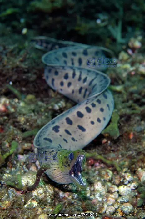 : Fimbriated Moray - freeswimming - Sidem Dive Site : Fimbriated Moray - freeswimming - Sidem Dive Site