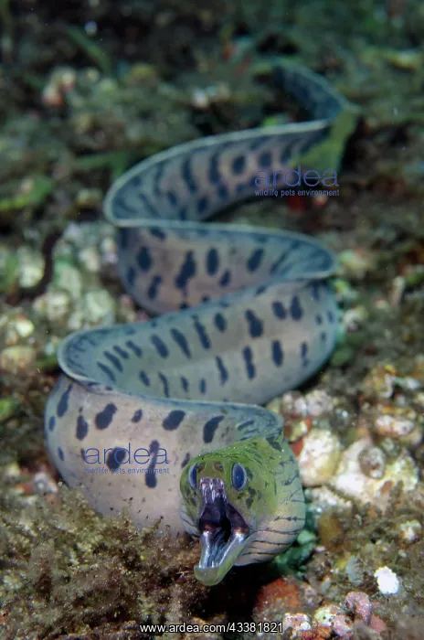  : Fimbriated Moray - freeswimming - Sidem Dive Site