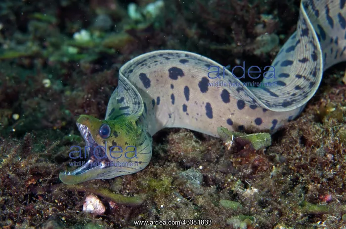 : Fimbriated Moray - freeswimming - Sidem Dive Site : Fimbriated Moray - freeswimming - Sidem Dive Site