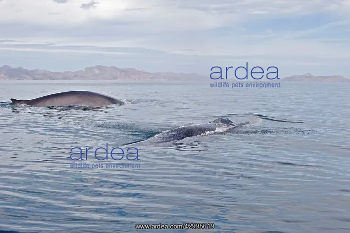 : Fin / Finback Whale : Fin / Finback Whale