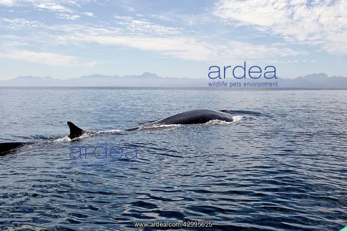 : Fin / Finback Whale : Fin / Finback Whale