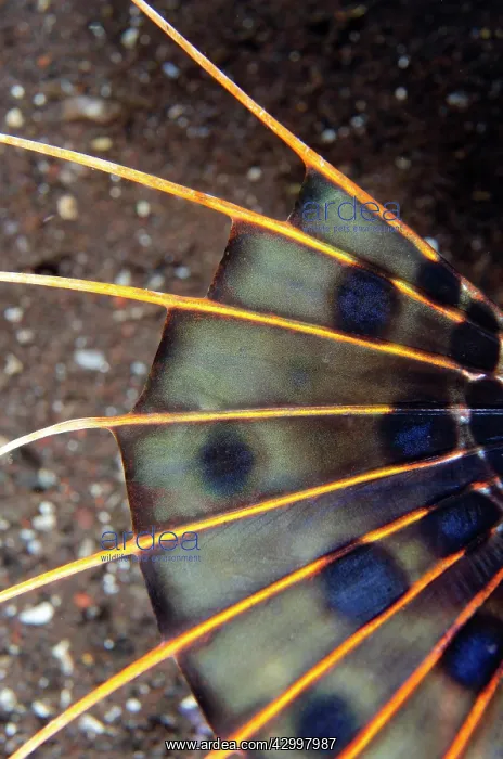 : Fin of Spotfin Lionfish - Pantai Lahar dive site : Fin of Spotfin Lionfish - Pantai Lahar dive site
