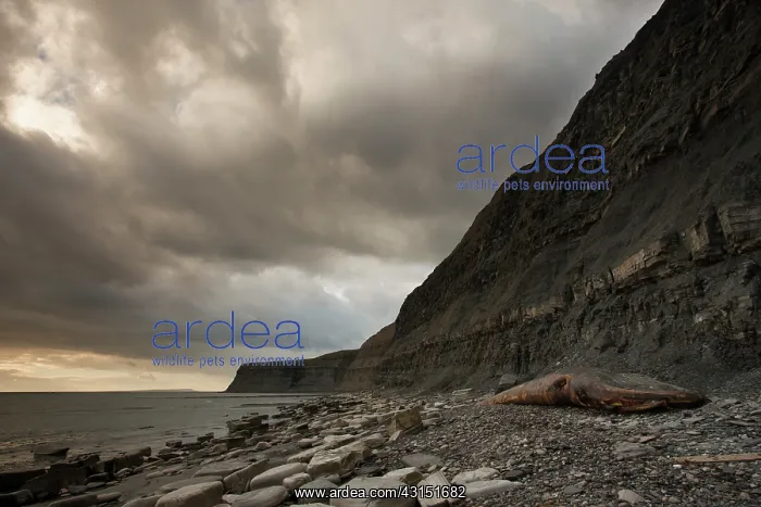: Fin Whale. Dead Fin Whale (Balaenoptera physalus) on the shore : Fin Whale. Dead Fin Whale (Balaenoptera physalus) on the shore