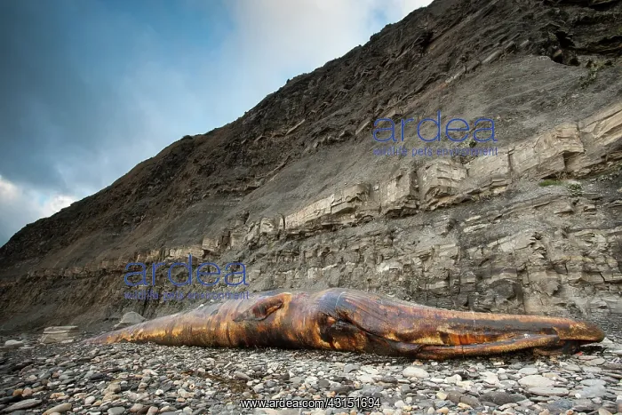 : Fin Whale. Dead Fin Whale (Balaenoptera physalus) on the shore : Fin Whale. Dead Fin Whale (Balaenoptera physalus) on the shore