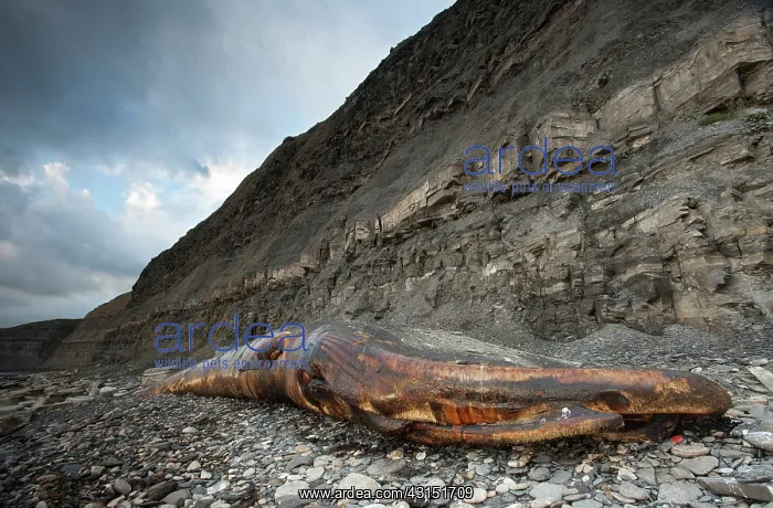 : Fin Whale. Dead Fin Whale (Balaenoptera physalus) on the shore : Fin Whale. Dead Fin Whale (Balaenoptera physalus) on the shore
